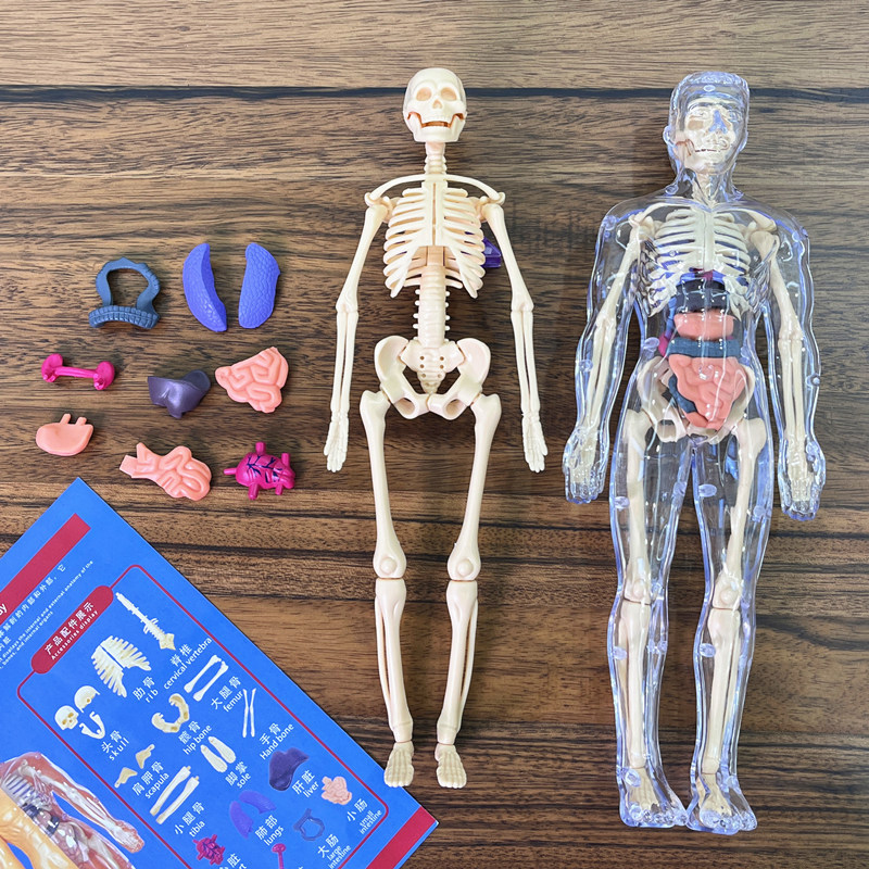 3D İnsan İskeleti Organ Anatom - Model Kit Fantasy incelemesi ve fiyatı