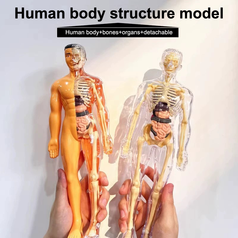 3D İnsan İskeleti Organ Anatom - Model Kit Fantasy incelemesi ve fiyatı