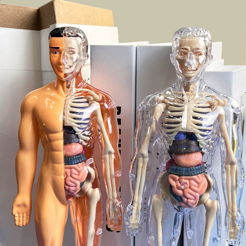 3D İnsan İskeleti Organ Anatom - Model Kit Fantasy incelemesi ve fiyatı