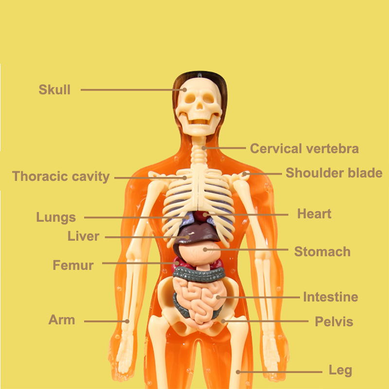 3D İnsan İskeleti Organ Anatom - Model Kit Fantasy incelemesi ve fiyatı