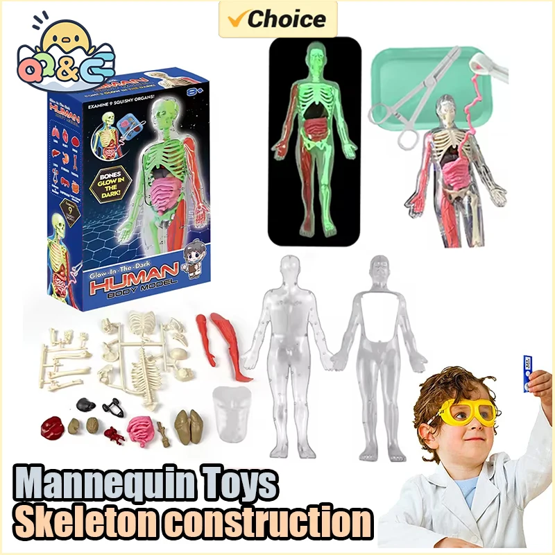 İnsan İskeleti Organ Anatomisi - Model Kit Fantasy incelemesi ve fiyatı