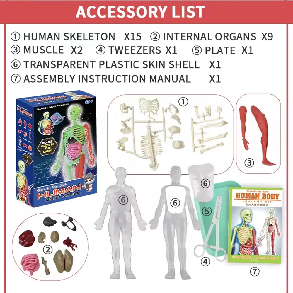 İnsan İskeleti Organ Anatomisi - Model Kit Fantasy incelemesi ve fiyatı